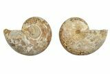 Jurassic Cut & Polished Ammonite Fossil - Madagascar #289295-1